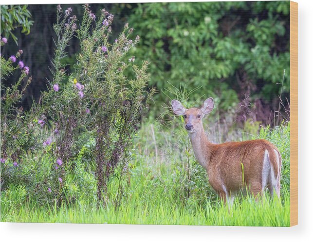 Whitetail Deer Wood Print featuring the photograph Doe in Field of Giant Ironweed by Susan Rissi Tregoning