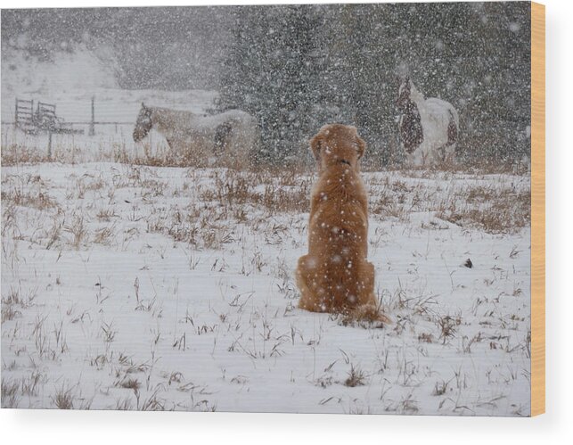 Snow Wood Print featuring the photograph Dog And Horses In The Snow by Karen Rispin