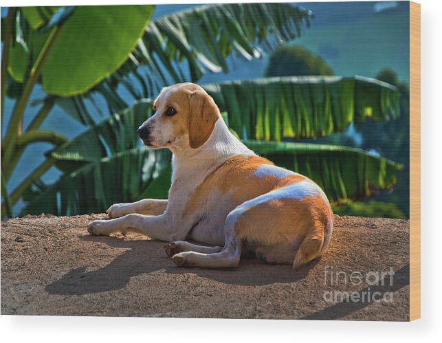 2231 Wood Print featuring the photograph Dog Relaxing In Tropical Fenicia by Al Bourassa