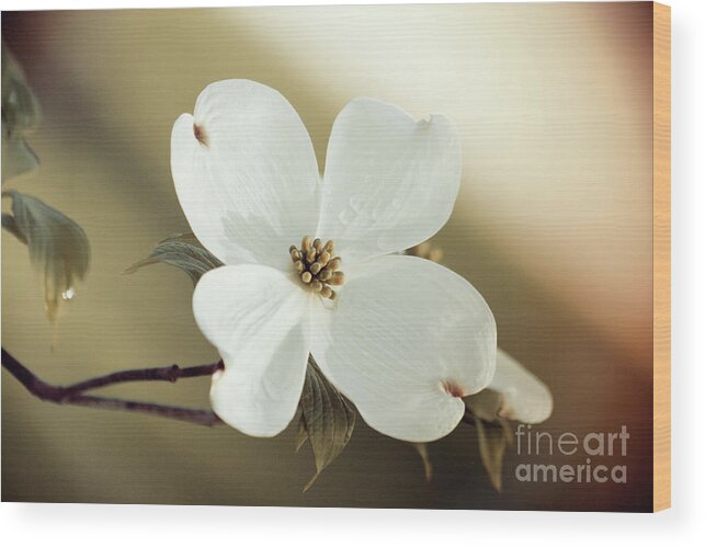 Dogwood; Dogwood Blossom; Blossom; Flower; Vintage; Macro; Close Up; Petals; Green; White; Calm; Horizontal; Leaves; Tree; Branches Wood Print featuring the photograph Dogwood in Autumn Hues by Tina Uihlein