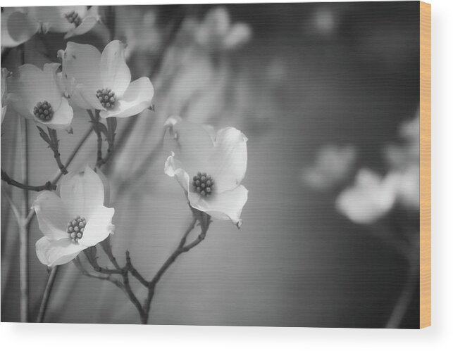 Black And White Photography Wood Print featuring the photograph Dogwood in Black and White by Steph Gabler