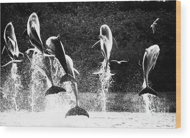 Nassau Wood Print featuring the photograph Dolphin Dance by Wilko van de Kamp Fine Photo Art