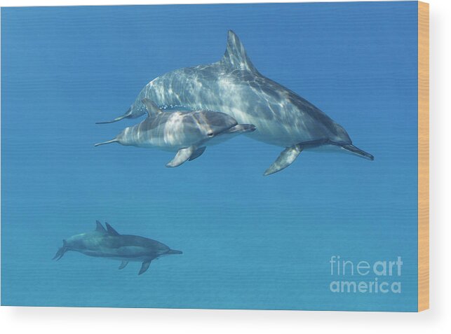 Dolphin Wood Print featuring the photograph Dolphins Days by David Olsen
