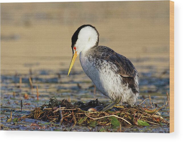Don't Count Your Grebes... Wood Print featuring the photograph Don't Count Your Grebes... -- Clark's Grebe Nest with Eggs at Santa Margarita Lake, California by Darin Volpe
