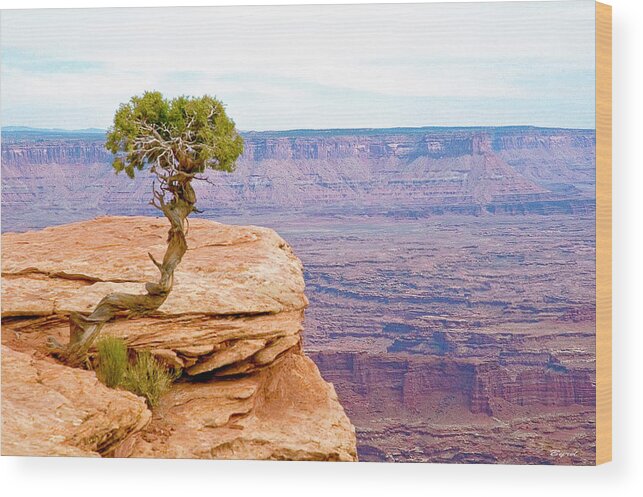 Sandstone Wood Print featuring the photograph Don't Jump Little Tree - Life is Good by Christopher Byrd