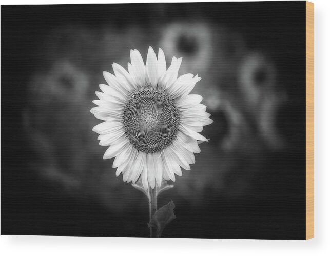 Field Of Sunflowers Wood Print featuring the photograph Don't Piss Off the Sunflower Monochrome by Susan Maxwell Schmidt