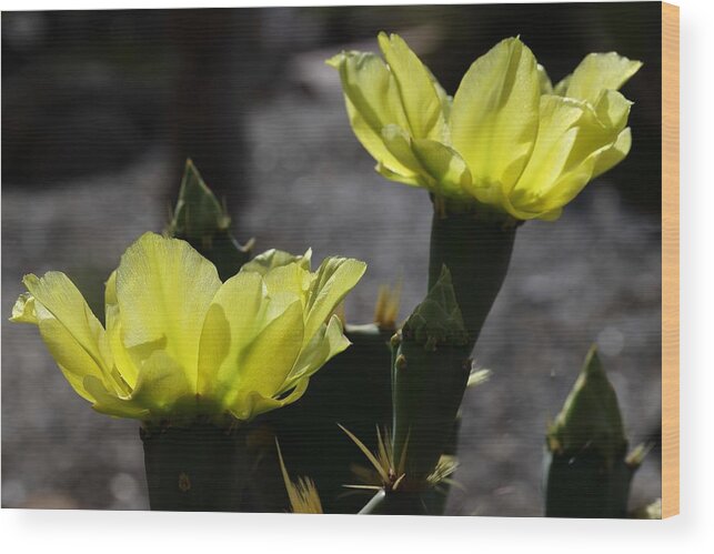 Cactus Wood Print featuring the photograph Double Cactus Flowers by Mingming Jiang