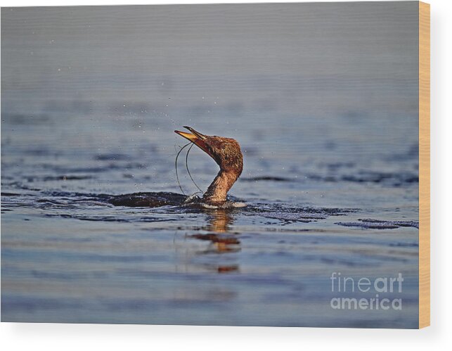 Double-crested Cormorant Wood Print featuring the photograph Double-crested Cormorant trying to detangle itself by Amazing Action Photo Video