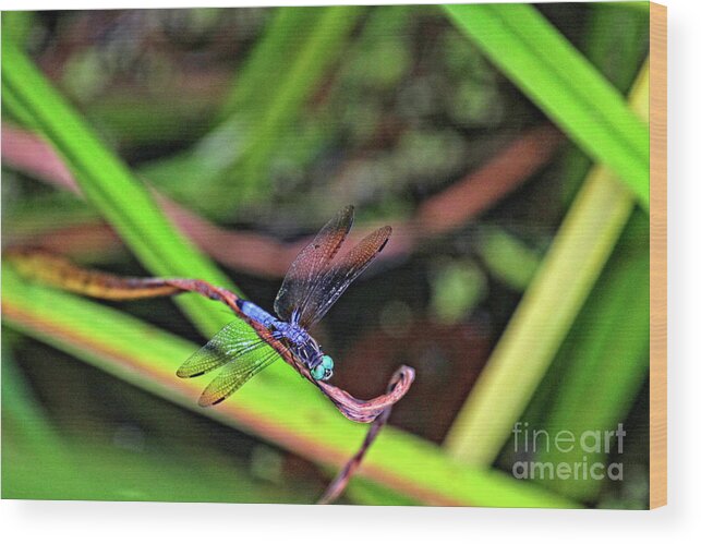 Dragonfly Wood Print featuring the photograph Dragonfly in Central Park #10 by Patricia Youngquist