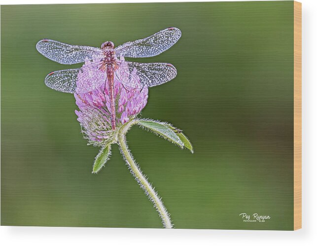 Dragonfly Wood Print featuring the photograph Dragonfly on Clover by Peg Runyan