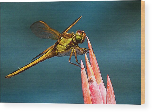 Dragonfly Wood Print featuring the photograph Dragonfly Resting by Bill Barber