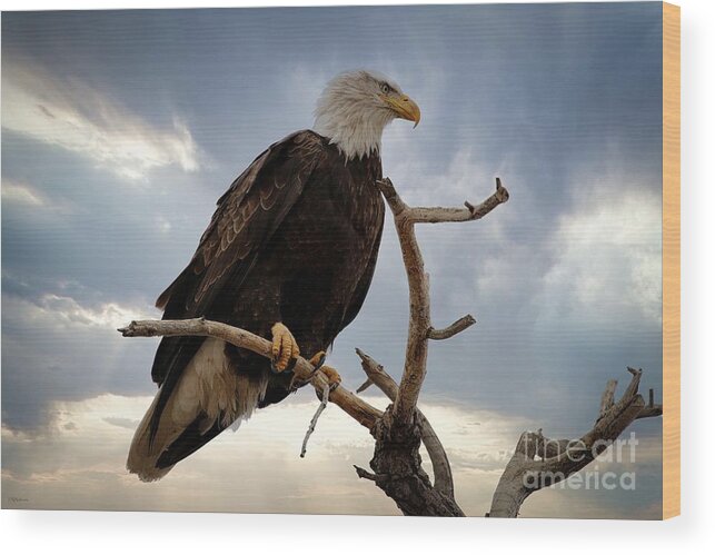 Eagle Wood Print featuring the photograph Dramatic by Veronica Batterson