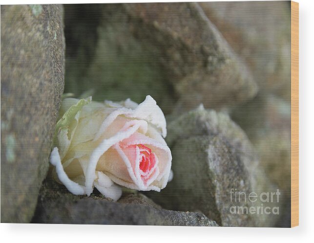 Rose Wood Print featuring the photograph Dream of the ice princess 2 by Adriana Mueller