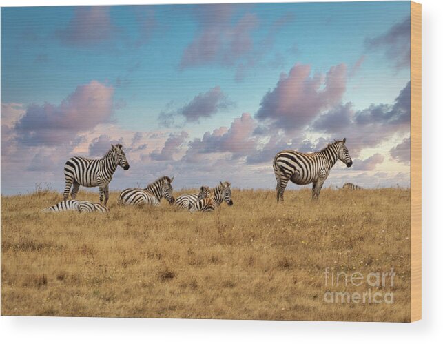 Zebra Wood Print featuring the photograph Dreaming of Zebras in the California Hills by Mimi Ditchie