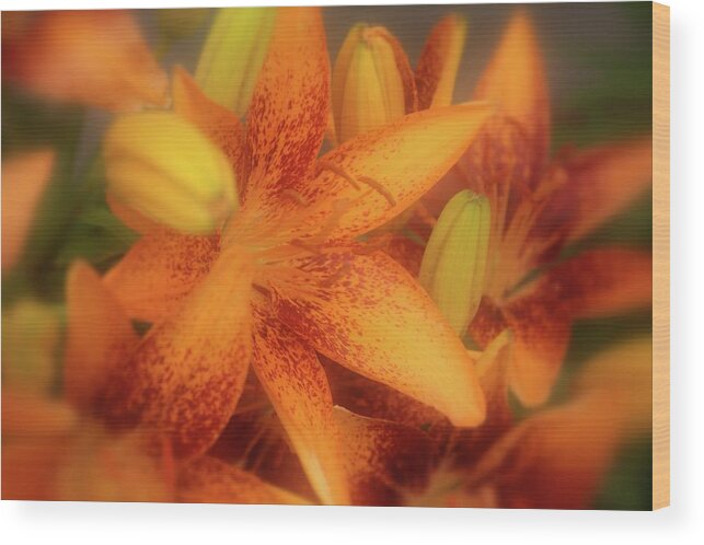 Lily Wood Print featuring the photograph Dreamy Orange Sensation Lily by Angie Tirado
