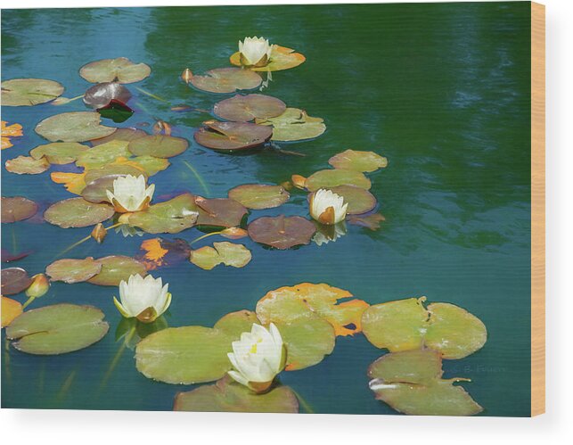 Water Lily Wood Print featuring the photograph Dreamy Water Lilies on Pond by Bonnie Follett