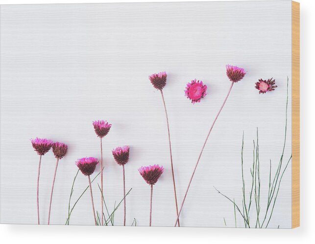 Dry Flowers Wood Print featuring the photograph Dry purple floral bouquet on white background. by Michalakis Ppalis