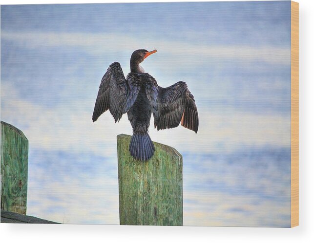  Spread Your Wings Bird Beak Cormorant Shag Wings Little River Take Off Drying Hello Sea Stretchy Wood Print featuring the photograph Drying by David Matthews