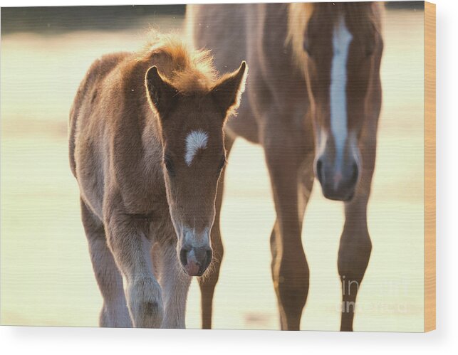 Cute Foal Wood Print featuring the photograph Ducey by Shannon Hastings