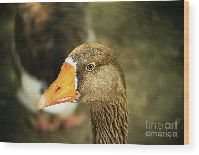 Duck Wood Print featuring the photograph Duck face by Mendelex Photography