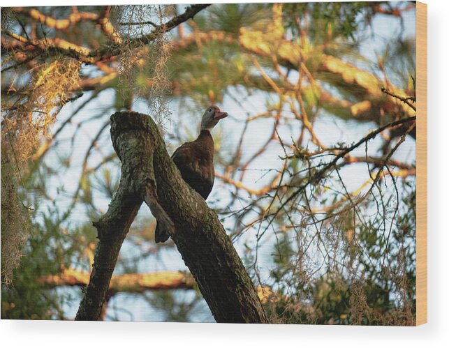 Black Bellied Whistling Duck Wood Print featuring the photograph Duck In A Tree by Mireyah Wolfe