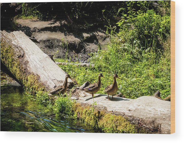 Washington Wood Print featuring the photograph Ducks Walking On A Tree Trunk In Hoh Forest by Alberto Zanoni