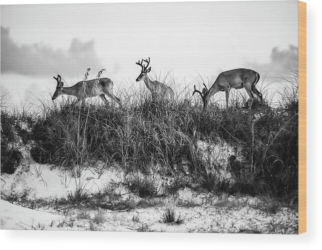 Dunes Wood Print featuring the photograph Dune Deer in black and white by Kurt Lischka