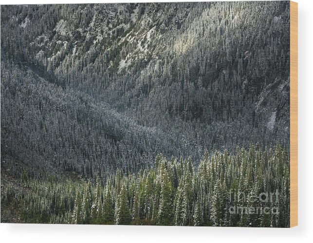 Mount Rainier Wood Print featuring the photograph Dusted Layers by Ernesto Ruiz