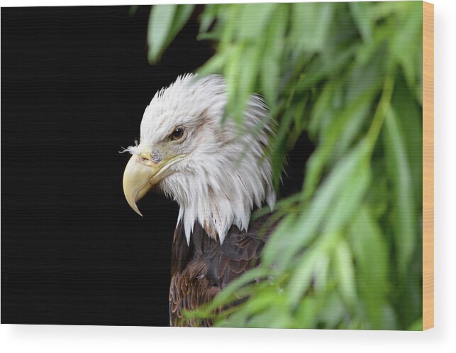 Eagle Wood Print featuring the photograph Eagle 2 by Deborah M
