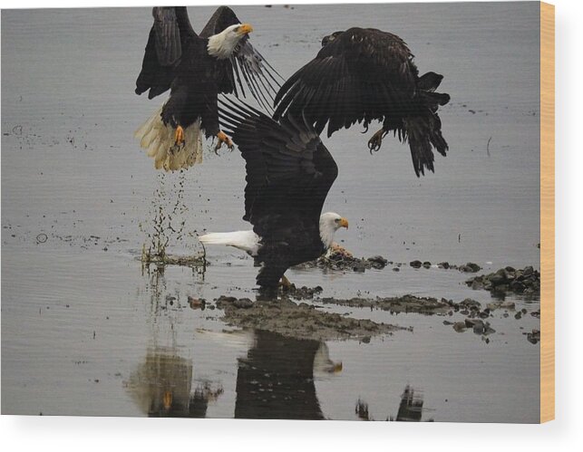 Eagles Wood Print featuring the photograph Eagle Hierarchy by Darrell MacIver