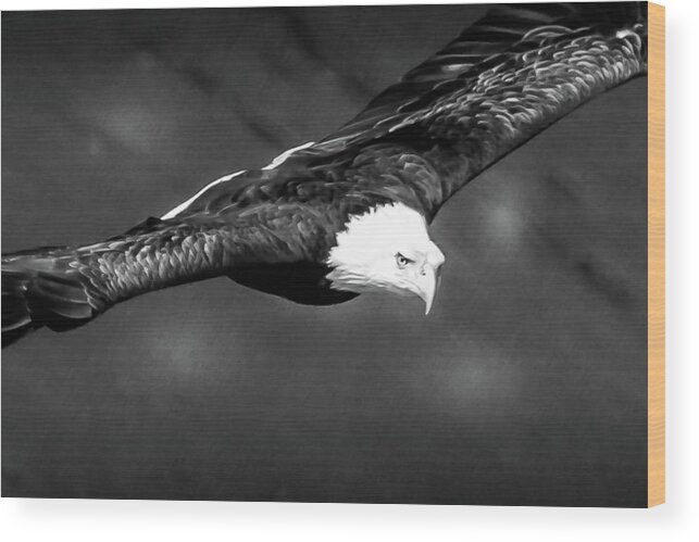 Eagle Wood Print featuring the photograph Eagle in Black and White by David Wagenblatt