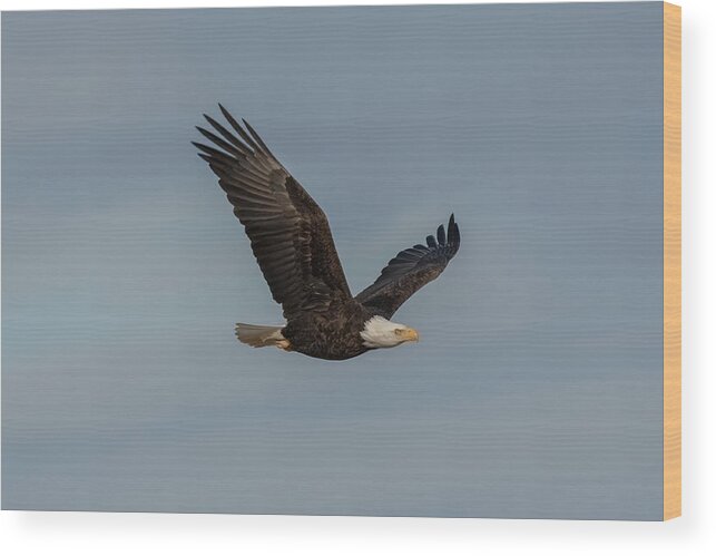 Eagle Wood Print featuring the photograph Eagle in Flight by Jerry Cahill