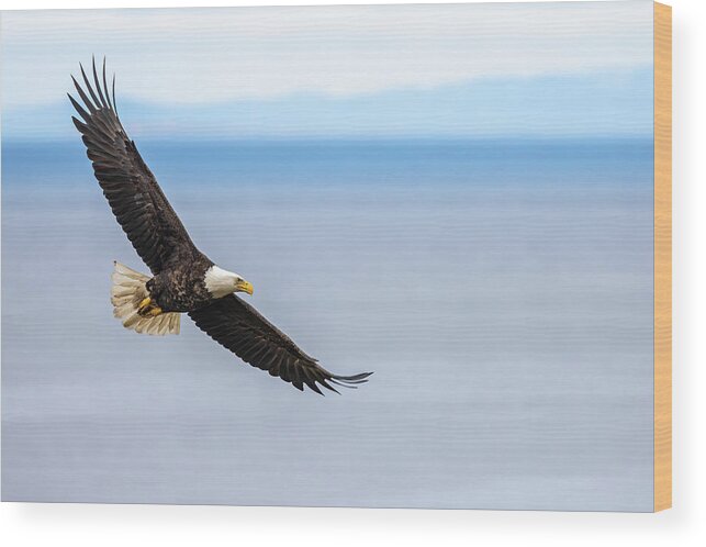 Bald Eagle Wood Print featuring the photograph Eagle Over the San Juans by Max Waugh
