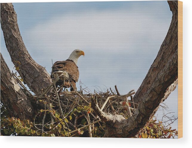 Eagles Wood Print featuring the photograph Eagles 2020 by Les Greenwood