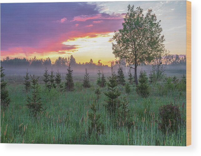 Early Wood Print featuring the photograph Early dawn at Bialowieza National Park by Dubi Roman