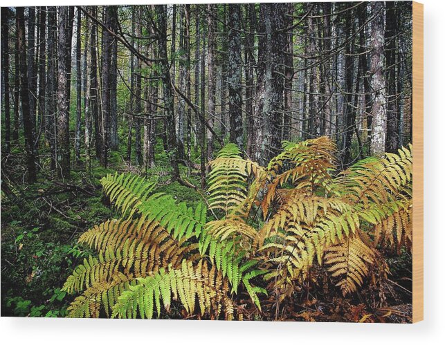 Nature Wood Print featuring the photograph Early Fall Ferns on the Trail by Ronald Lutz
