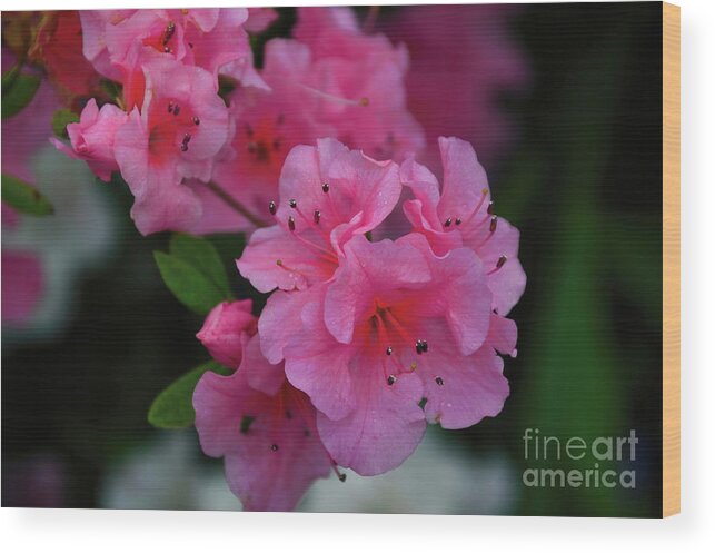 Floral Wood Print featuring the photograph Early Spring Pink by Diana Mary Sharpton