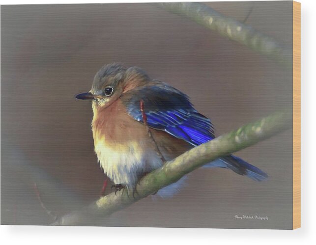 Bluebird Wood Print featuring the photograph Eastern Bluebird by Mary Walchuck