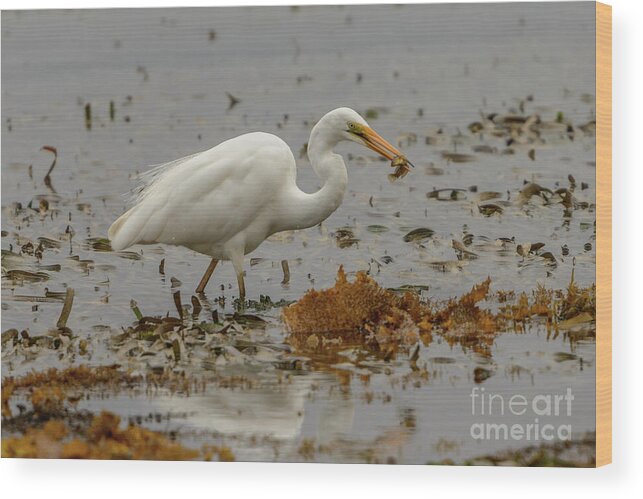 Nature Wood Print featuring the photograph Eastern Great Egret 10 by Werner Padarin