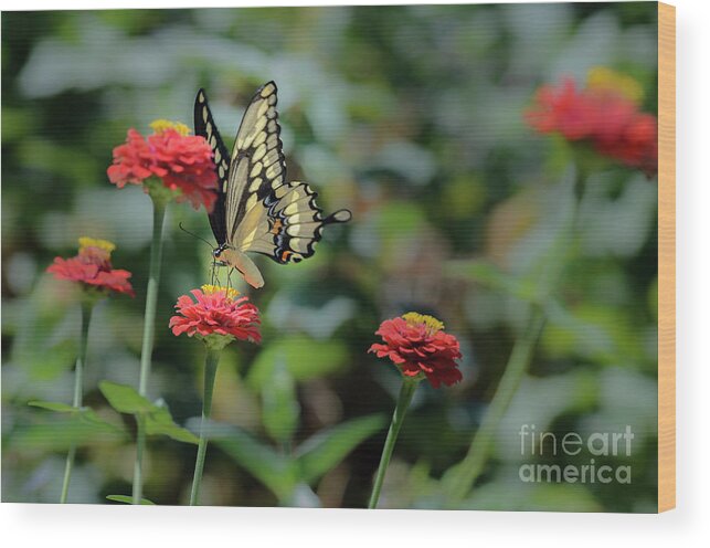 Eastern Swallowtail Wood Print featuring the photograph Eastern Swallowtail on Red Zinnia by Tamara Becker