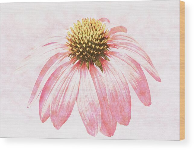 Coneflower Wood Print featuring the photograph Echinacea #2 by Tanya C Smith