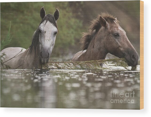 Salt River Wild Horses Wood Print featuring the photograph Eel Grass Time by Shannon Hastings