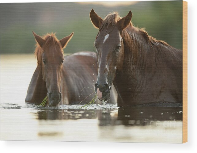 Salt River Wild Horses Wood Print featuring the photograph Eelgrass Snorkeling by Shannon Hastings