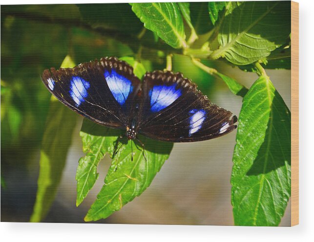 Eggfly Butterfly Wood Print featuring the photograph Eggfly Butterfly, Butterfly Farm, Aruba by Alex Vishnevsky