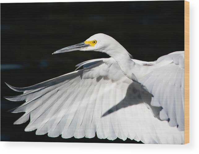 Egret Wood Print featuring the photograph Egret in Flight by Bonny Puckett