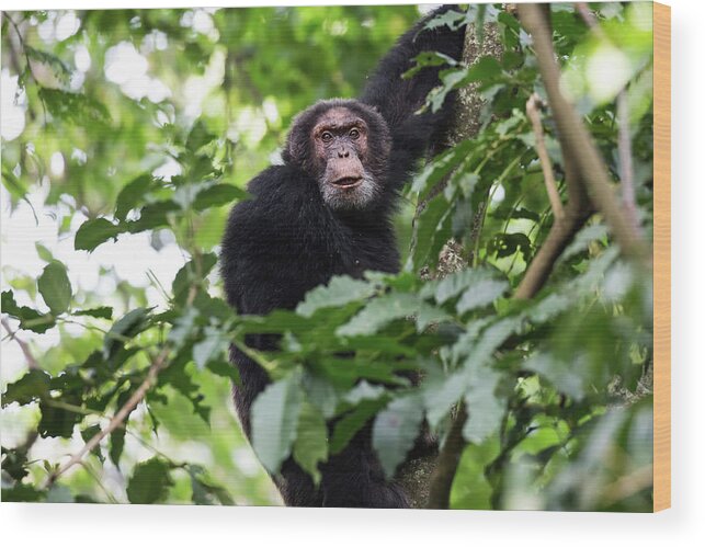 Africa Wood Print featuring the photograph Elder Chimp, Congo by Brooke Reynolds