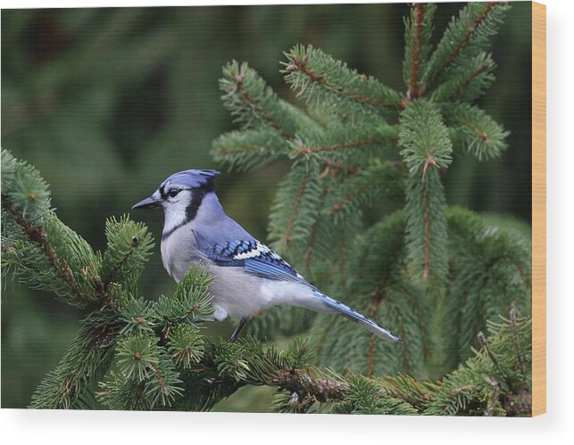 Blue Jay Wood Print featuring the photograph Elegant Jay by Debbie Oppermann
