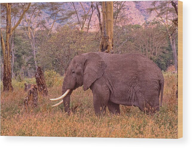 Elephant Wood Print featuring the photograph Elephant and Grass by Russel Considine