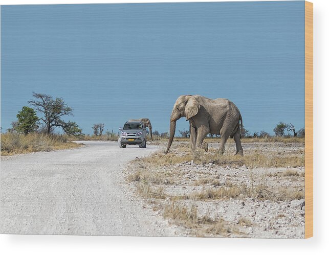 African Elephants Wood Print featuring the photograph Elephant Crossing by Belinda Greb