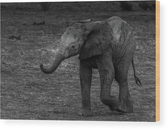 Elephant Wood Print featuring the photograph Elephant in Black and White by MaryJane Sesto